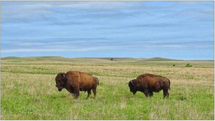 Bison at Tallgrass Prairie Game Reserve