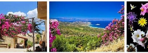 Greece Flora
