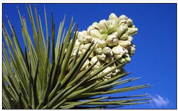 Yucca is the state flower of New Mexico